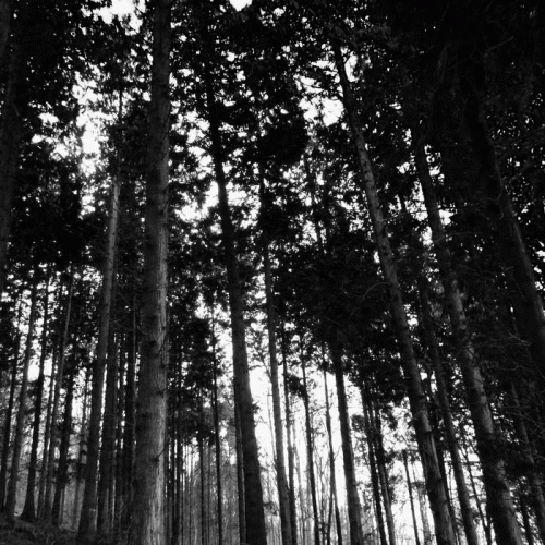 Psuchagogoi : Ominous Forest - Onwards to the Burial Grounds​.​.​.